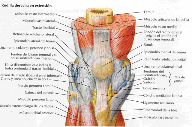 Entrenador en escuelas de futbol, fomador escuelas de futbol, entrenador nivel 2 en futbol, tecnico en enseñanzas deportivas en futbol, entrenador en el viso del alcor